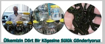 Sülük Eğitimi